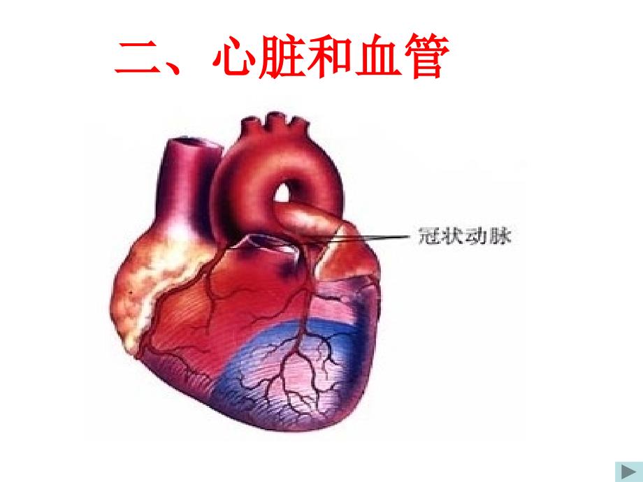 心脏与血液循环_第1页