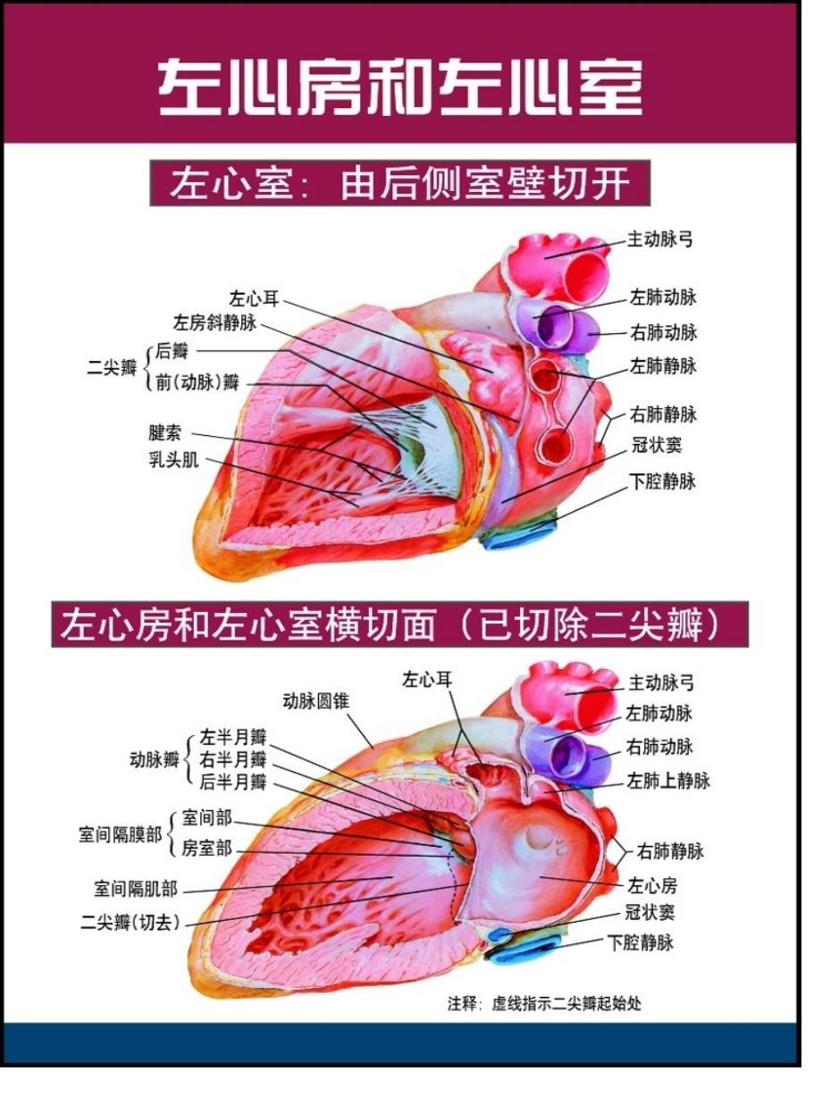 心脏和冠脉血管心脏传导系统解剖图_第1页