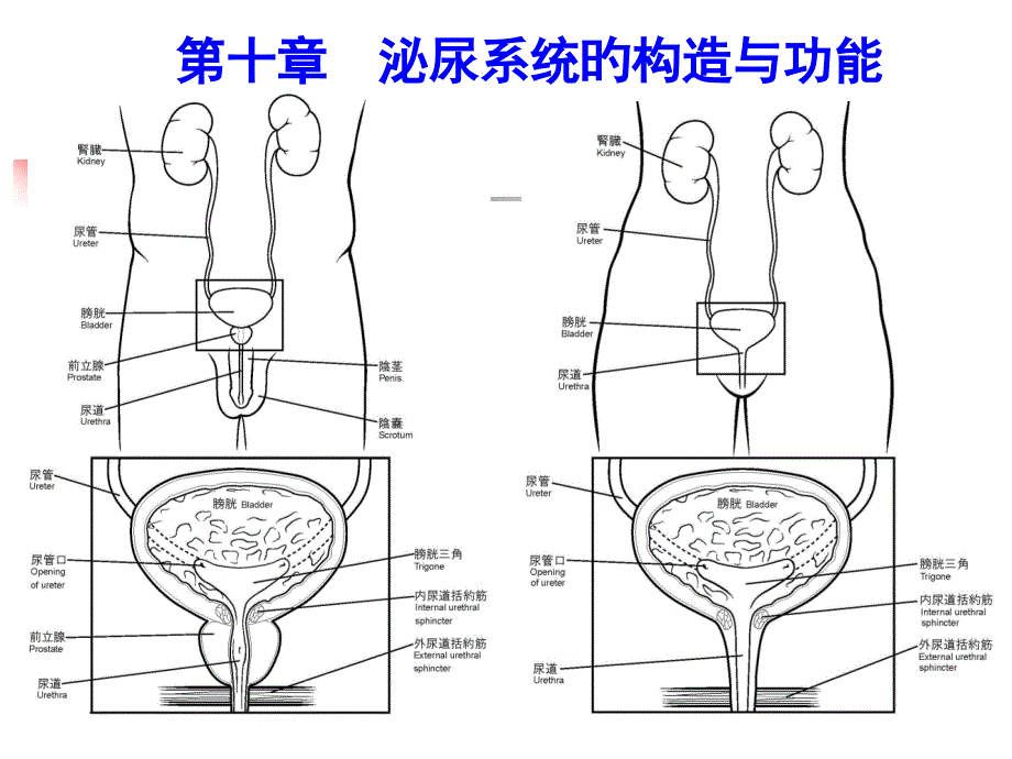 人体解剖生理学泌尿系统_第1页