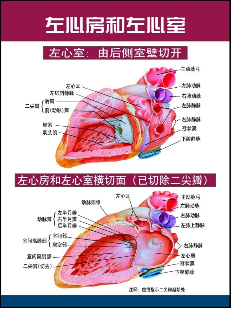 心臟和冠脈血管心臟傳導(dǎo)系統(tǒng)解剖圖高清_第1頁