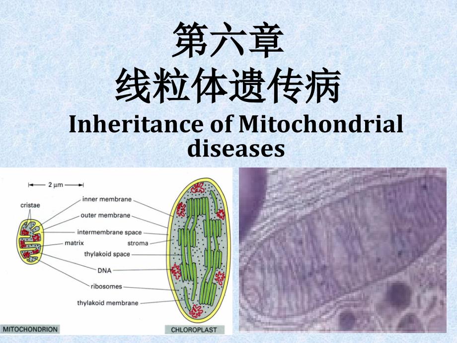 线粒体遗传病医学知识培训_第1页