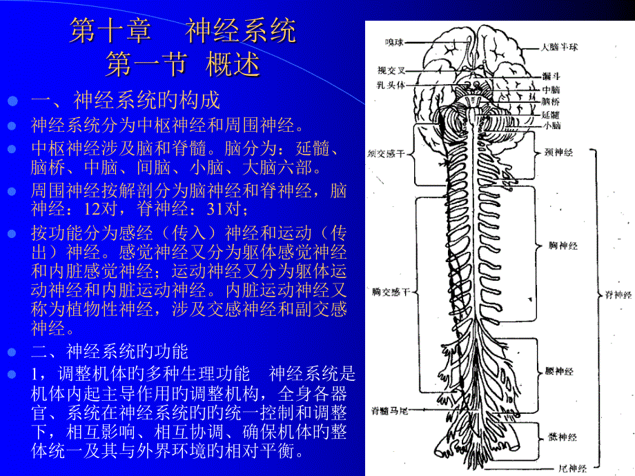 神经系统概述_第1页