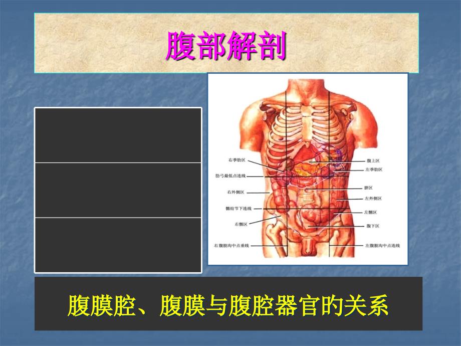 腹部的局部解剖_第1页