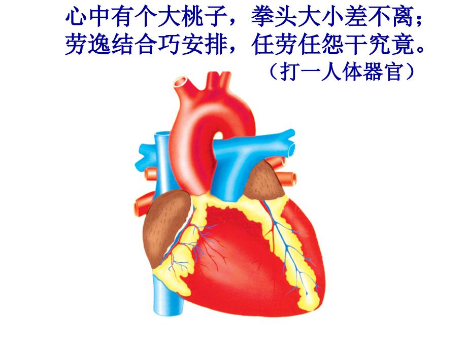 心脏的结构和功能宣讲_第1页