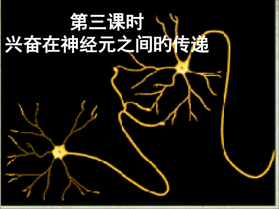 兴奋在神经元之间的传递_第1页