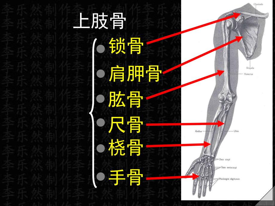 上肢骨和其连结_第1页