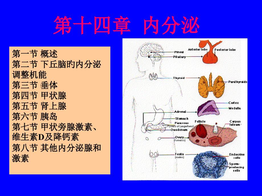 内分泌专题知识讲座_第1页