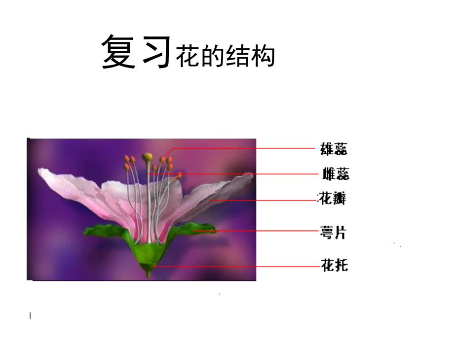 初二生物《植物的无性生殖》PPT课件_第1页