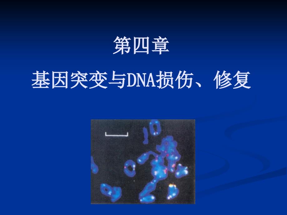 基因突变和DNA的损伤_第1页