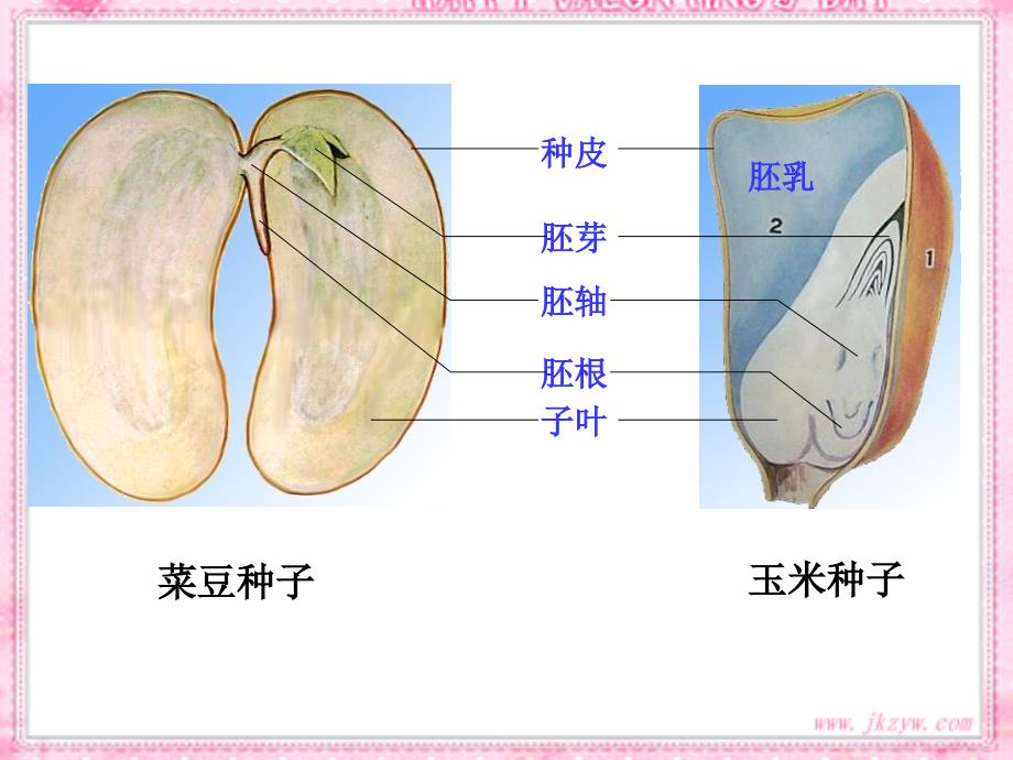 人教版七上第二章第一节种子的萌发（共30张PPT）_第1页