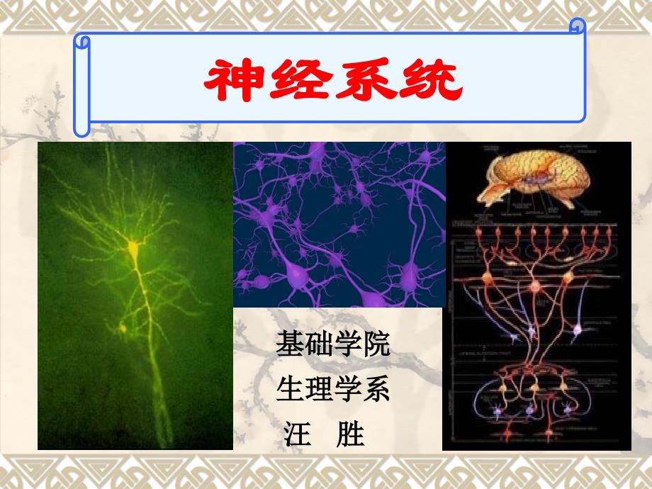 人体解剖生理学神经_第1页