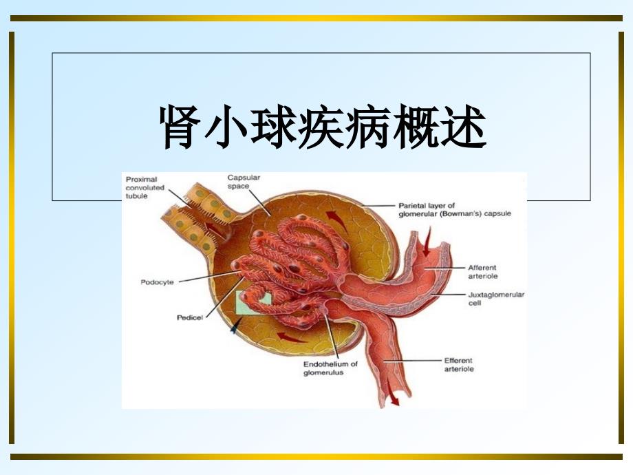 肾小球疾病概述_第1页