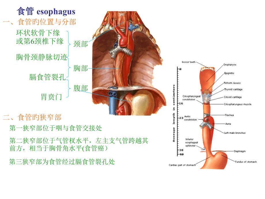 消化道相关解剖_第1页