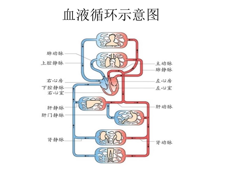 血液循环示意图_第1页