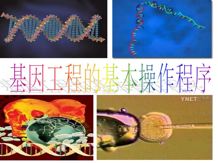 基因工程的基本操作程序_第1页