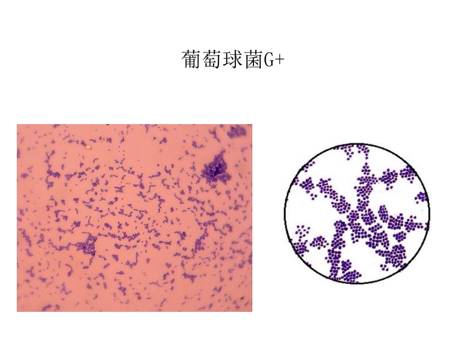 微生物实验标本片汇总_第1页