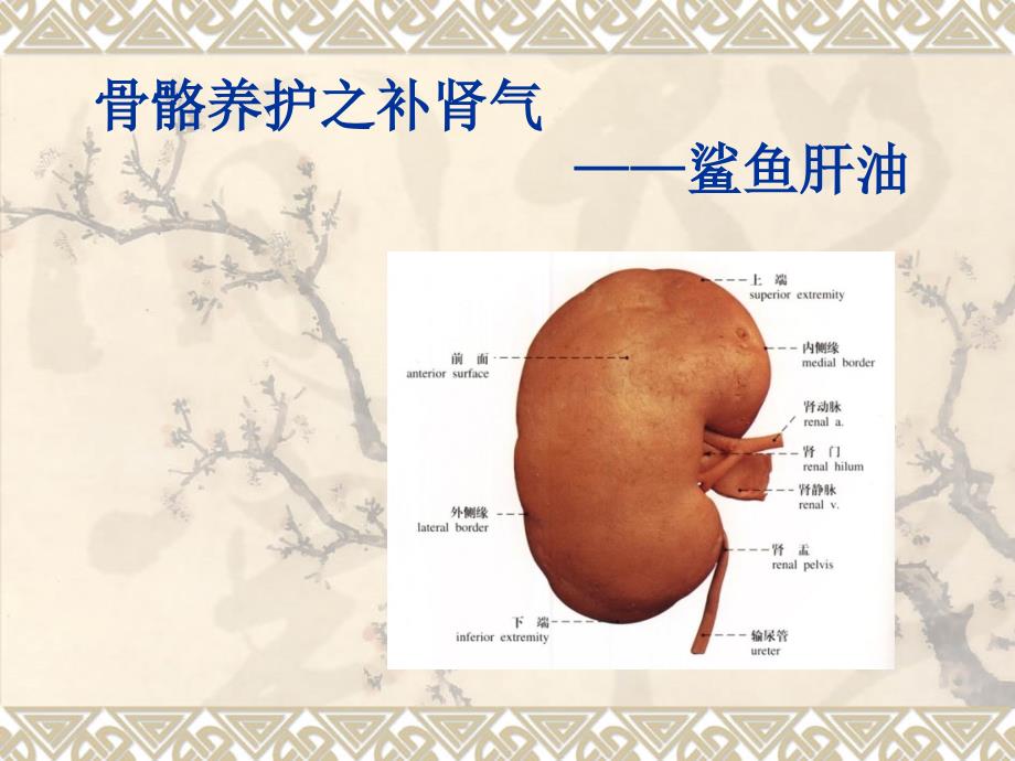 骨骼养护之补肾气_第1页