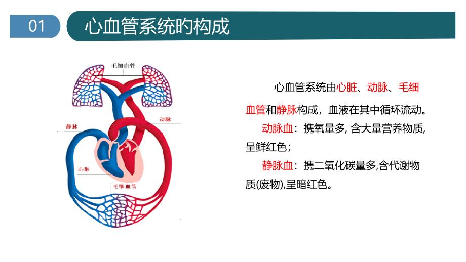 心脏的基本解剖_第1页