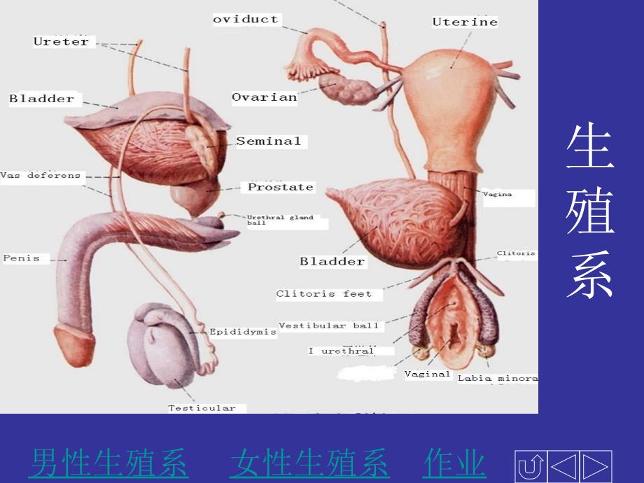 正常人体解剖学生殖系统专家讲座_第1页