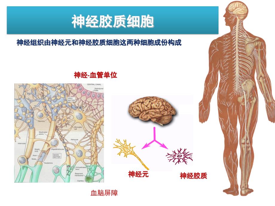 神经胶质细胞_第1页