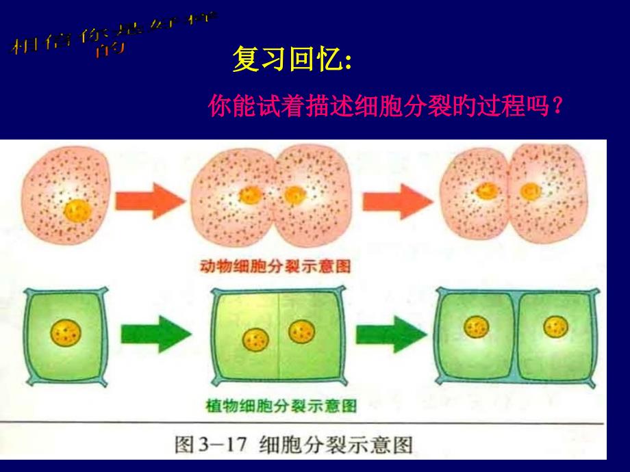 细胞分化形成组织专业知识专家讲座_第1页