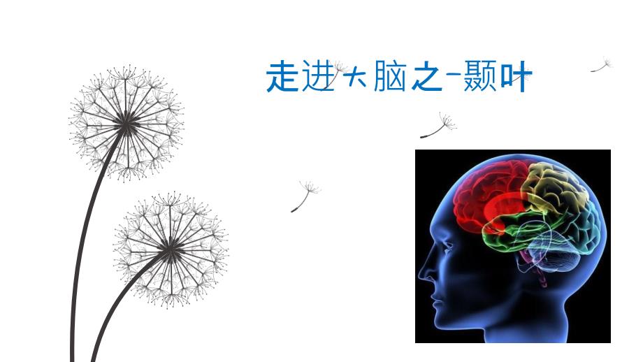 大脑颞叶解剖和病损位专家讲座_第1页