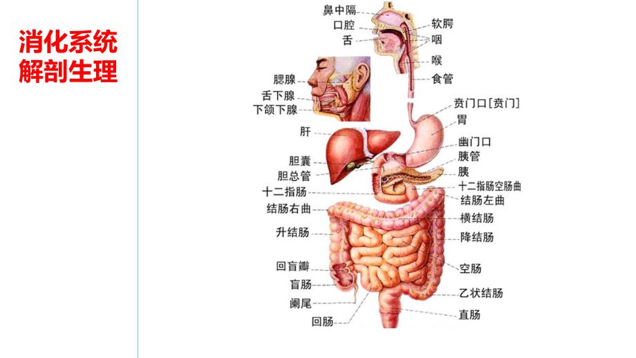 消化系统解剖生理_第1页