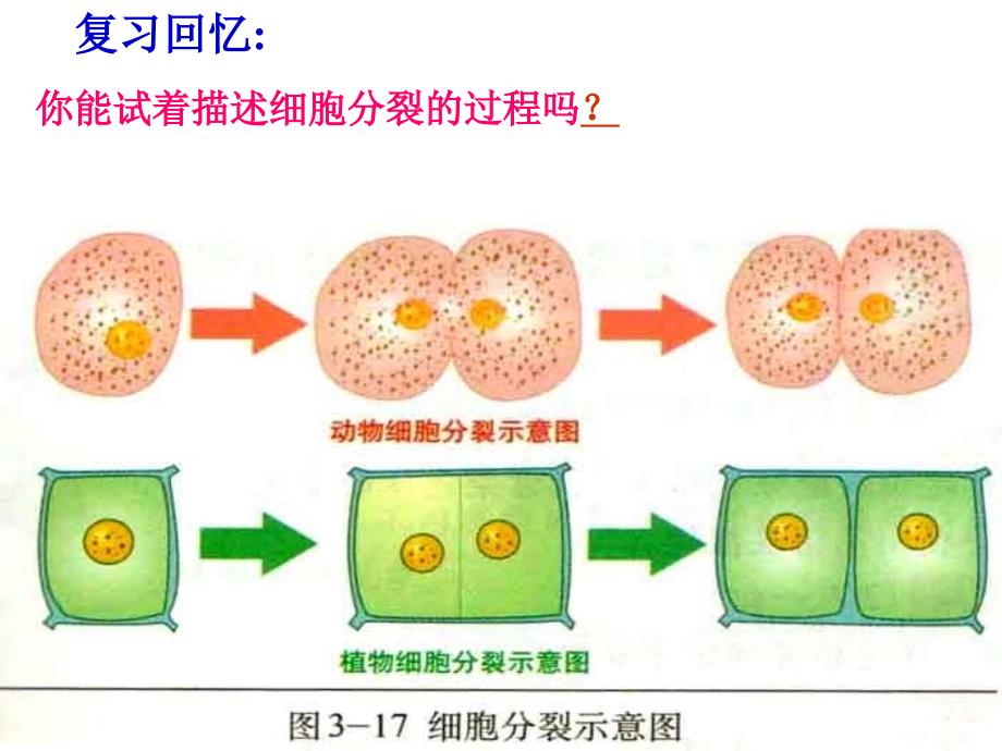 生物体的结构层次复习课_第1页