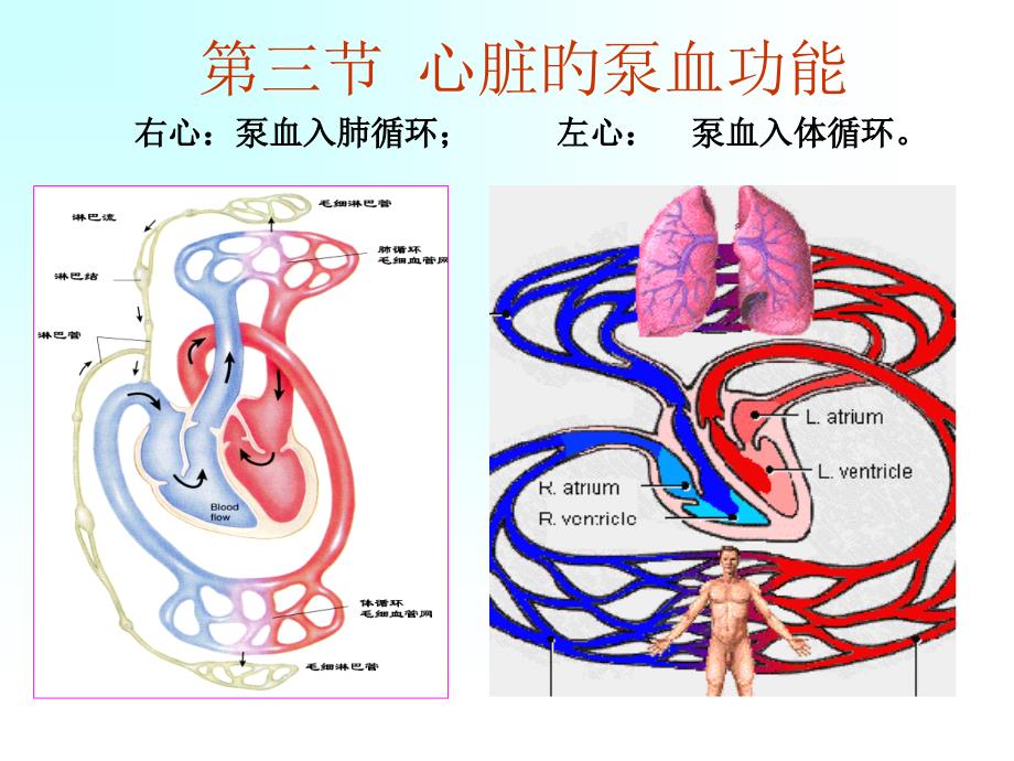 心脏的泵血功能_第1页