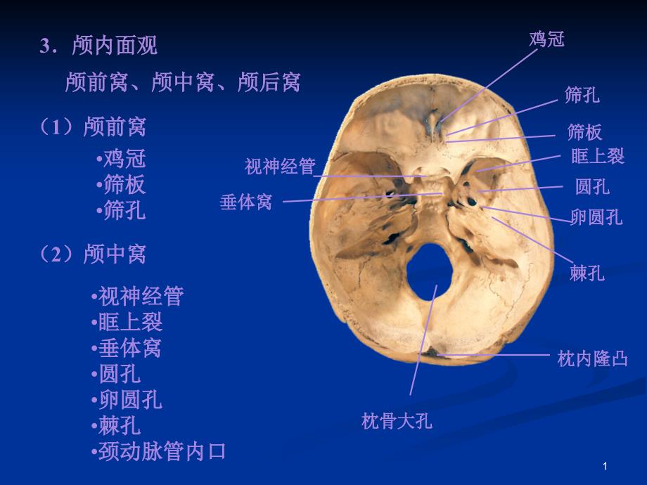 系解骨学B专业知识讲座_第1页