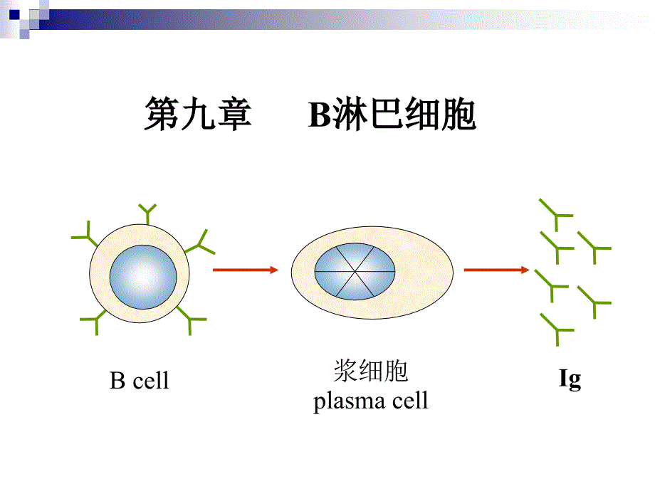 B淋巴细胞专题知识讲座_第1页