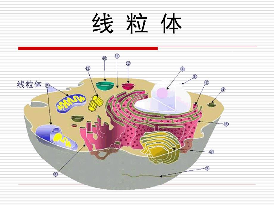 线粒体药学细胞学_第1页