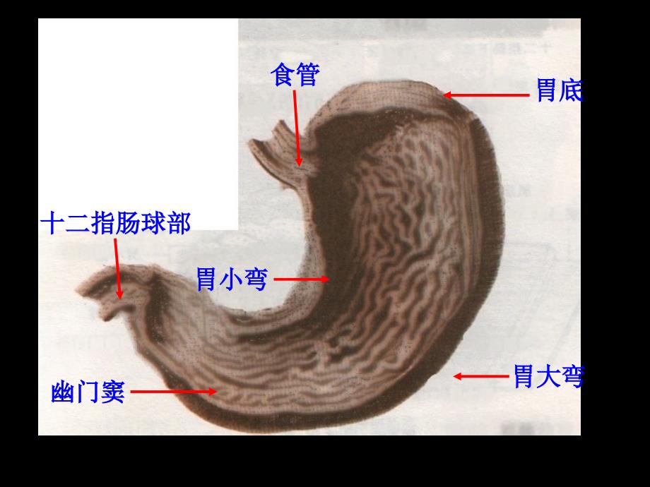 胃的解剖病理等大量图片综合_第1页