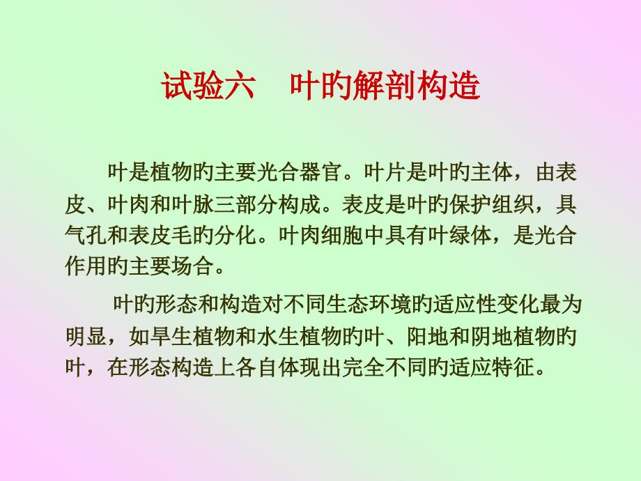 叶的解剖结构_第1页