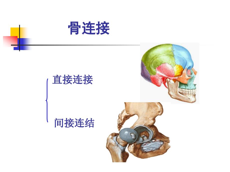 系统解剖学骨连结概论_第1页