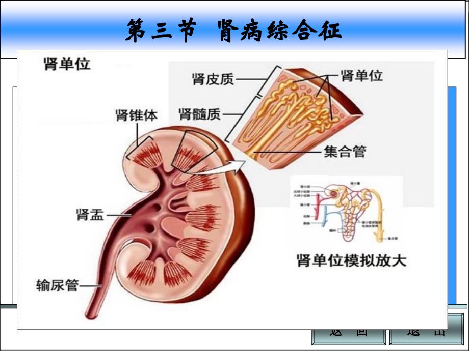 肾病综合征医学知识专家讲座_第1页