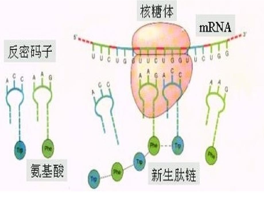 lhq蛋白质工程的崛起_第1页