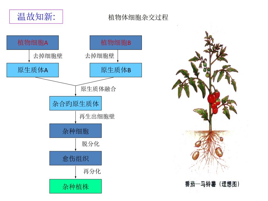 动物细胞的融合与单克隆抗体_第1页