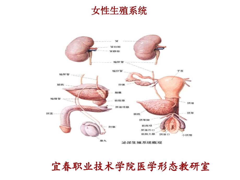 女性生殖系统_第1页