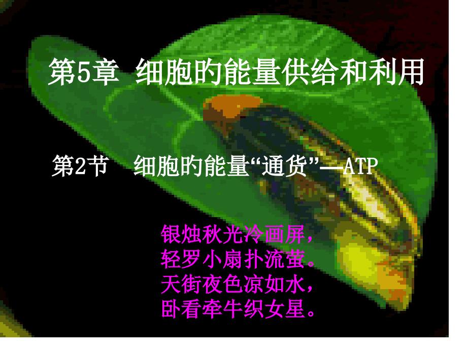 细胞的能量通货atp专题知识讲座_第1页