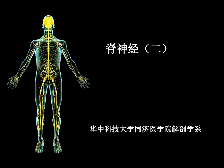 脊神经专题知识讲座_第1页