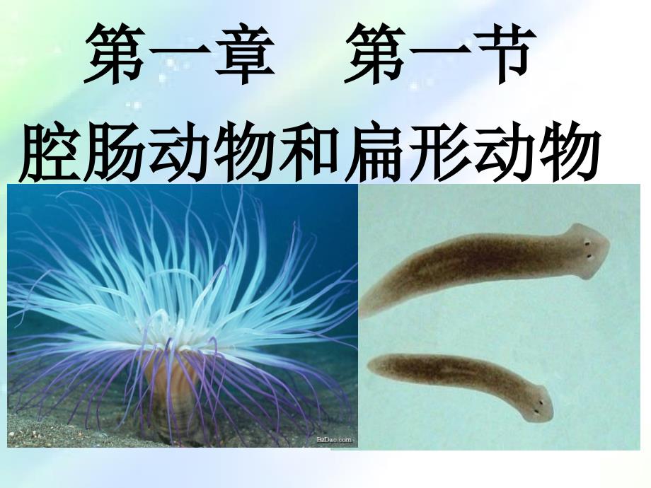 八年级上册生物第一节腔肠动物和扁形动物课件ppt_第1页