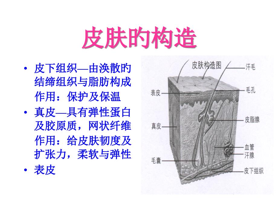 皮肤的构造专题知识讲座_第1页