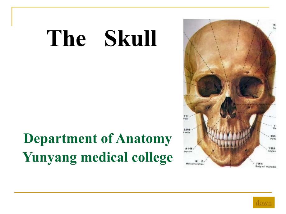 颅骨专题知识讲座_第1页