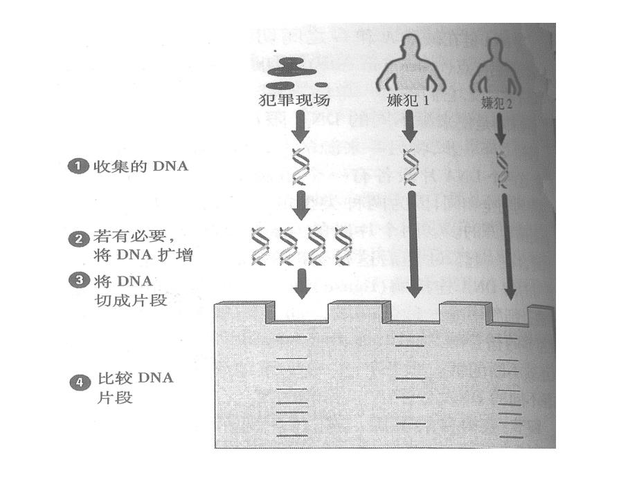 核酸问题串专题知识讲座_第1页