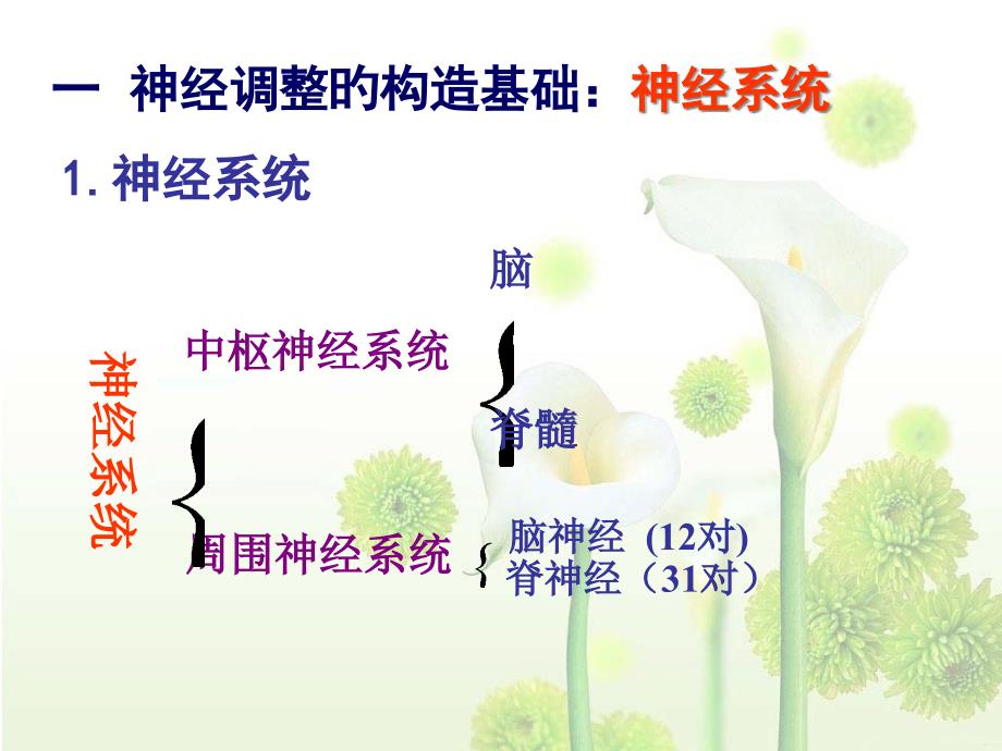 神经调节生物_第1页