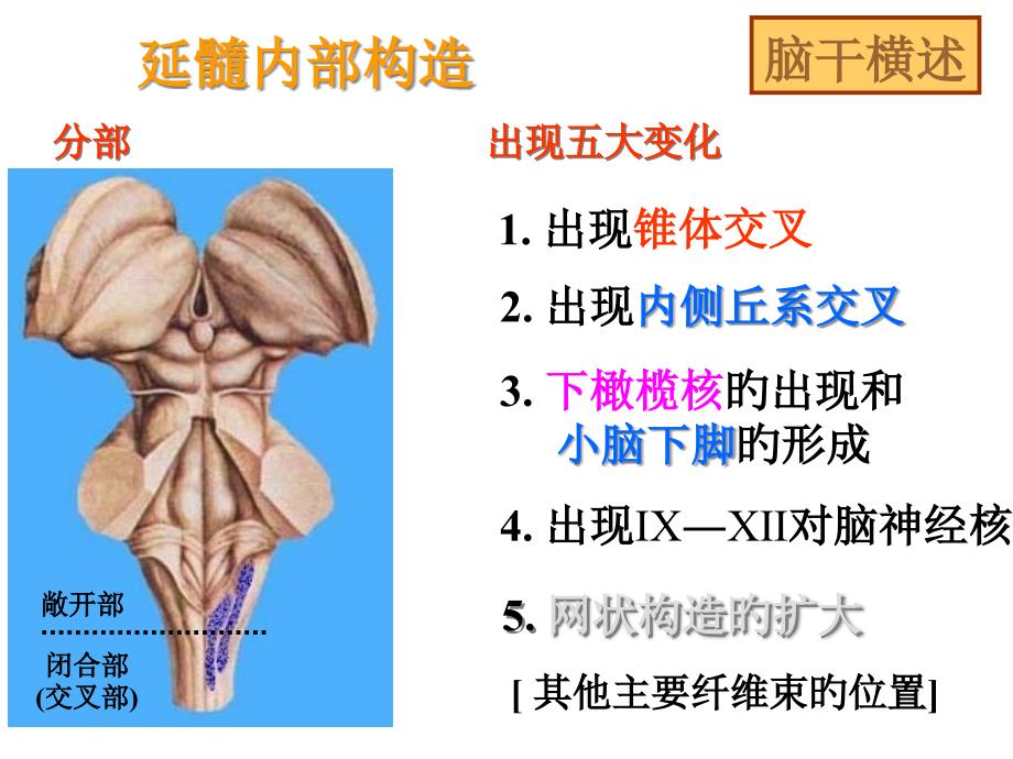 神经解剖之脑干横述_第1页