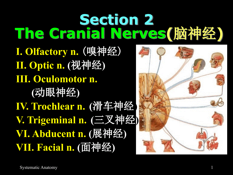 脑神经专题知识_第1页