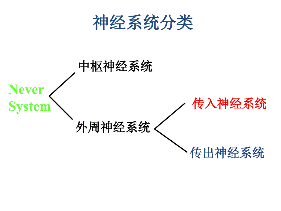 神经系统分类_第1页