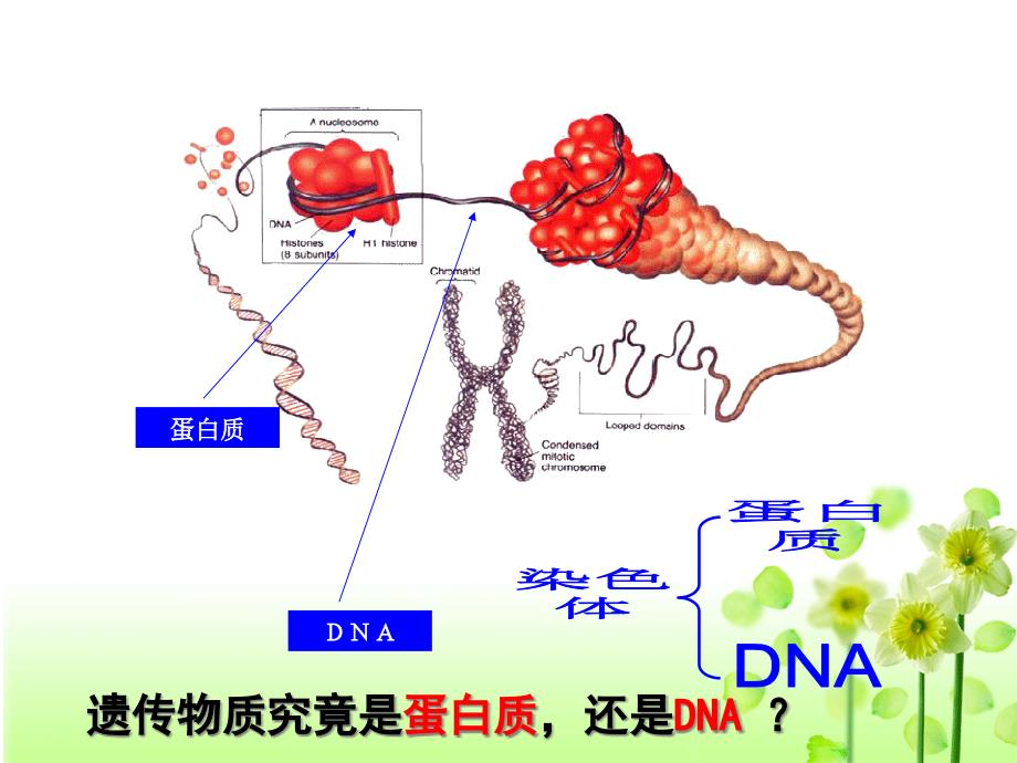 肺炎双球菌的转化实验_第1页